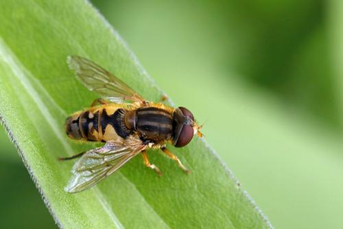 Réf. 344 145 : Parhelophilus versicolor
